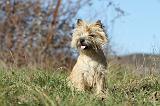 CAIRN TERRIER 332